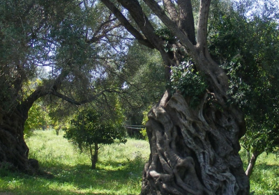 Campeggio Villaggio Agricamping Erbavoglio